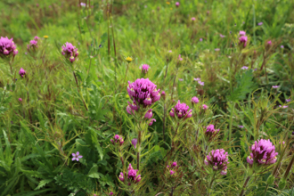 Image of Owl’s Clover Castilleja exserta