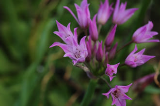 Image of Peninsular Onion Allium peninsulare