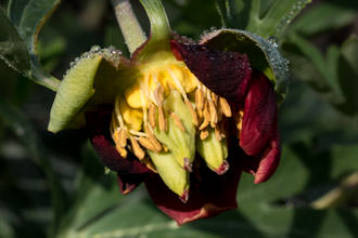 Image of Wild Peony Paeonia californica