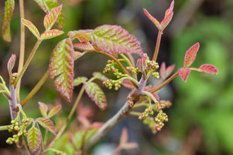 Image of Poison Oak Toxicodendron diversilobum