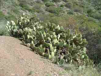 Image of Prickly Pear Opuntia oricola