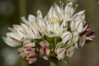 Image of Red Skinned Onion Allium haematochiton