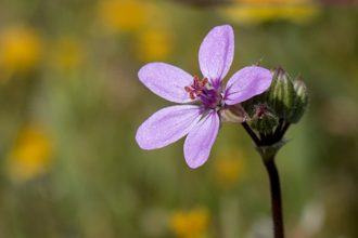 Image of Red-Stem Filaree Erodium cicutarium