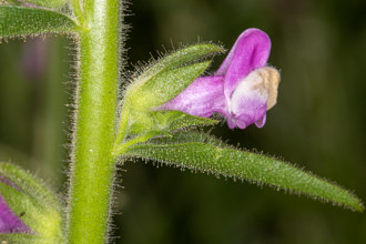 Image of Rose Snapdragon Antirrhinum multiflorum