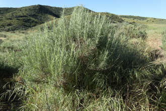 Image of Sagebrush Artemisia californica