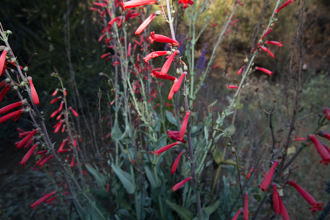 Image of Scarlet Bugler Penstemon centranthifolius