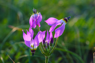 Image of Shooting Star Primula clevelandii