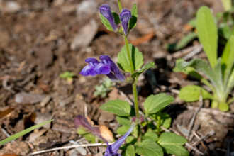 Image of Skull Caps Scutellaria tuberosa