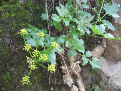 Image of Southern Tauschia Tauschia arguta