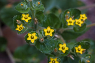 Image of Stick Leaf, San Luis Blazingstar Mentzelia micrantha 