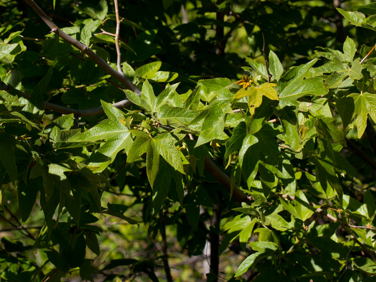 Image of Sycamore Platanus racemosa