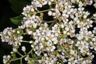 Image of Toyon Heteromeles arbutifolia