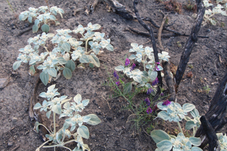 Image of Turkey Mullein Croton  setiger