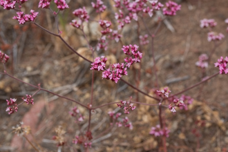 Image of Turkish Rugging Chorizanthe staticoides