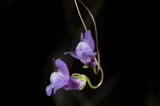 Image of Twining Snapdragon Antirrhinum kelloggii