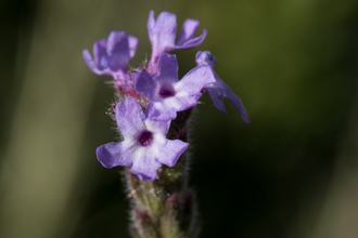 Image of Common Vervain Verbena lasiostachys