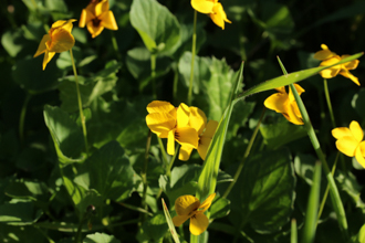 Image of Johnny-jump-up Viola pedunculata