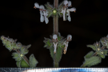 Image of White Hedge Nettle Stachys albens