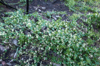 Image of Wild Cucumber Marah macrocarpus