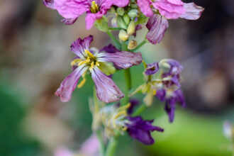 Image of Wild radish Raphanus sativus