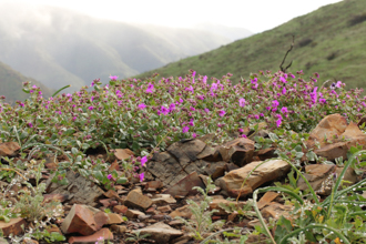 Image of Wishbone Bush Mirabilis laevis