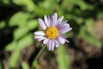 Image of California Aster Corethrogyne filaginifolia