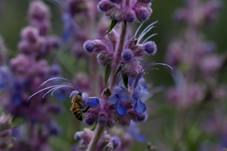 Image of Woolly Blue Curls Trichostema lanatum