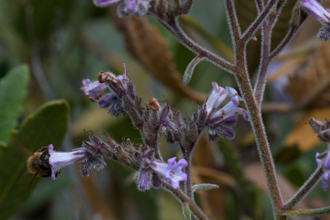 Butterfly Garden Flowers nonprofit coils arrive Feb. 1