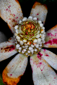 Image of Yerba Mansa Anemopsis californica