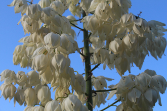 Image of Yucca Hesperoyucca whipplei