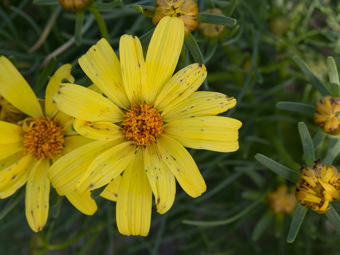 Image of Annual Coreopsis  - Leptosyne bigelovii 