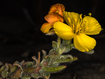 Image of Beach Evening Primrose  - Camissoniopsis cheiranthifolia 