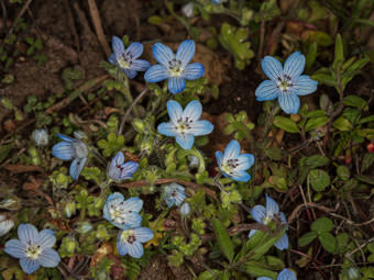 Image of Baby Blue Eyes  - Nemophila menziesii 