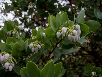 Image of Bigberry Manzanita  - Arctostaphylos glauca 