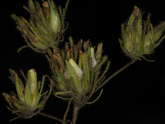 Image of Birds Beak  - Cordylanthus rigidus 