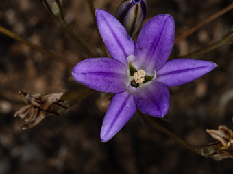 Image of Brodiaea  - Brodiaea terrestris 