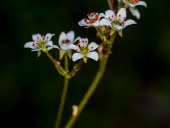 Image of California Saxifrage  - Micranthes californica 