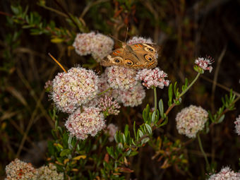 Image of California Buckwheat  - Eriogonum fasciculatum 