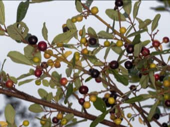 Image of California Coffeeberry  - Frangula californica 