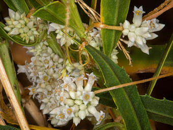 Image of California Dodder  - Cuscuta californica 