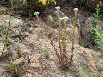 Image of California Everlasting  - Pseudognaphalium californicum 