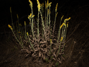 Image of California Goldenrod  - Solidago velutina 