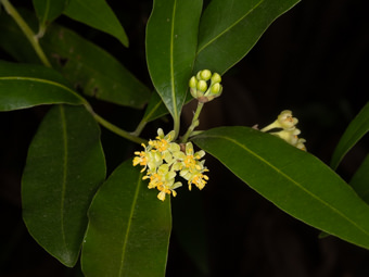 Image of California Laurel  - Umbellularia californica 