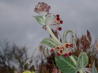 Image of California Milkweed  - Asclepias californica 