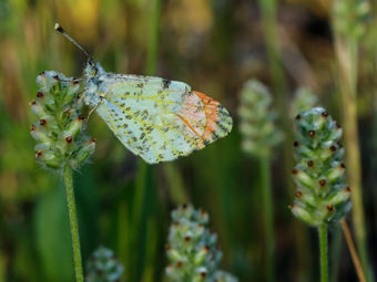 Image of California Plantain  - Plantago erecta 