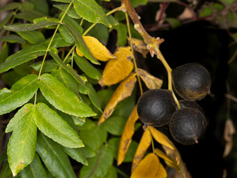 Image of California Walnut  - Juglans californica 