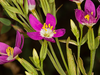 Image of Canchalagua  - Zeltnera venusta 