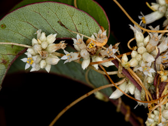 Image of Canyon Dodder  - Cuscuta subinclusa 