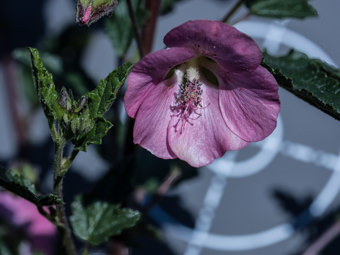 Image of Checker Bloom  - Sidalcea sparsifolia 