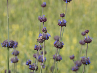 Image of Chia, Golden Chia  - Salvia columbariae 